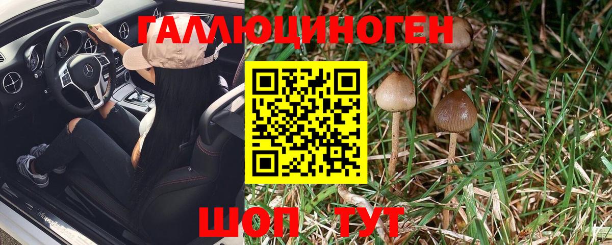 Химки  Псилоцибиновые грибы Psilocybe  Вход с VPN 